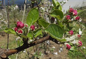 Apple Flower Buds