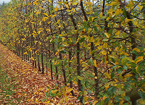 Apple Orchard with leaves turning to yellow